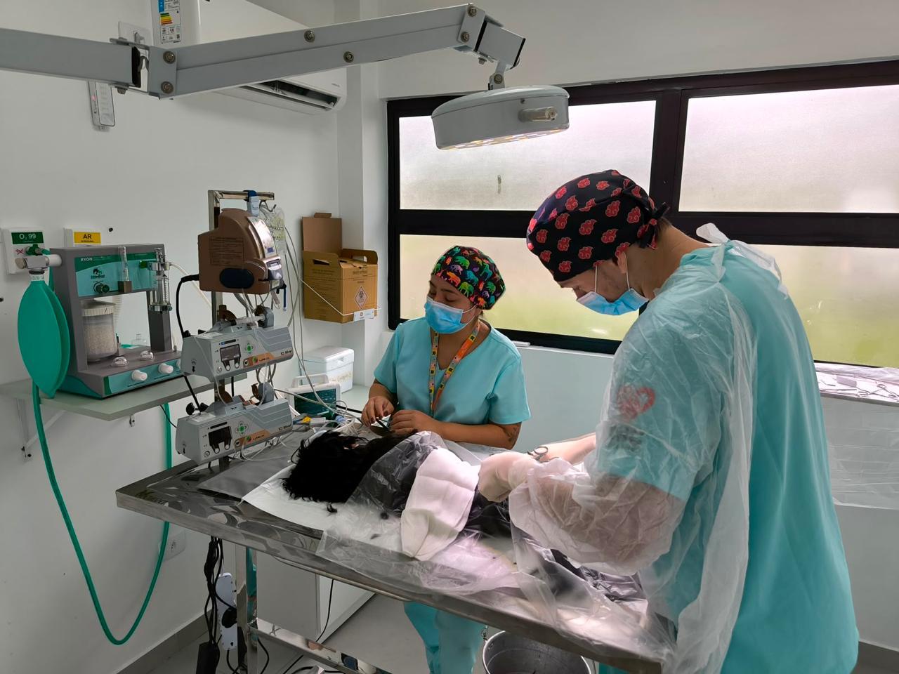 Procedimento cirúrgico veterinário com monitoramento de anestesia e equipe paramentada